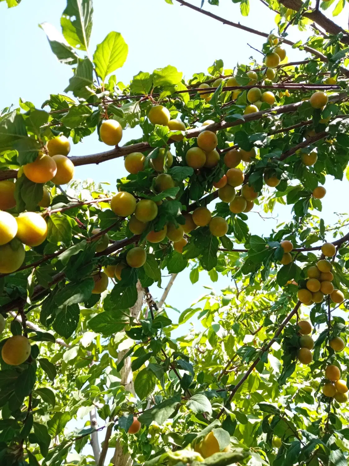 باغ انگورباسندرسمی تک برگ
