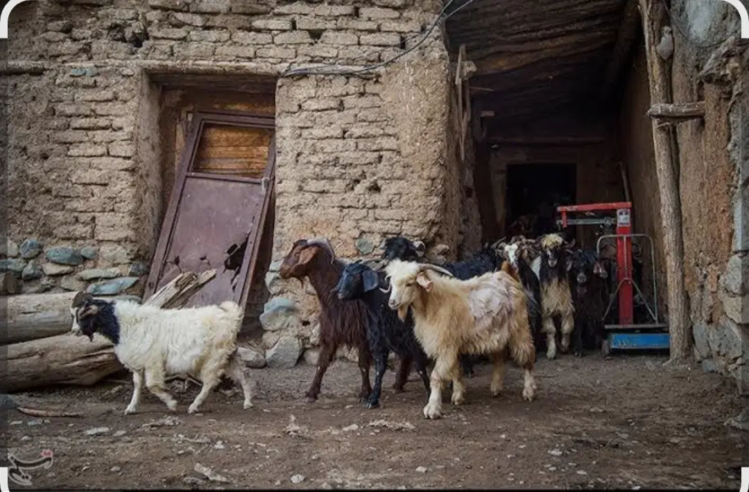 دامداری، آغل  فروشی