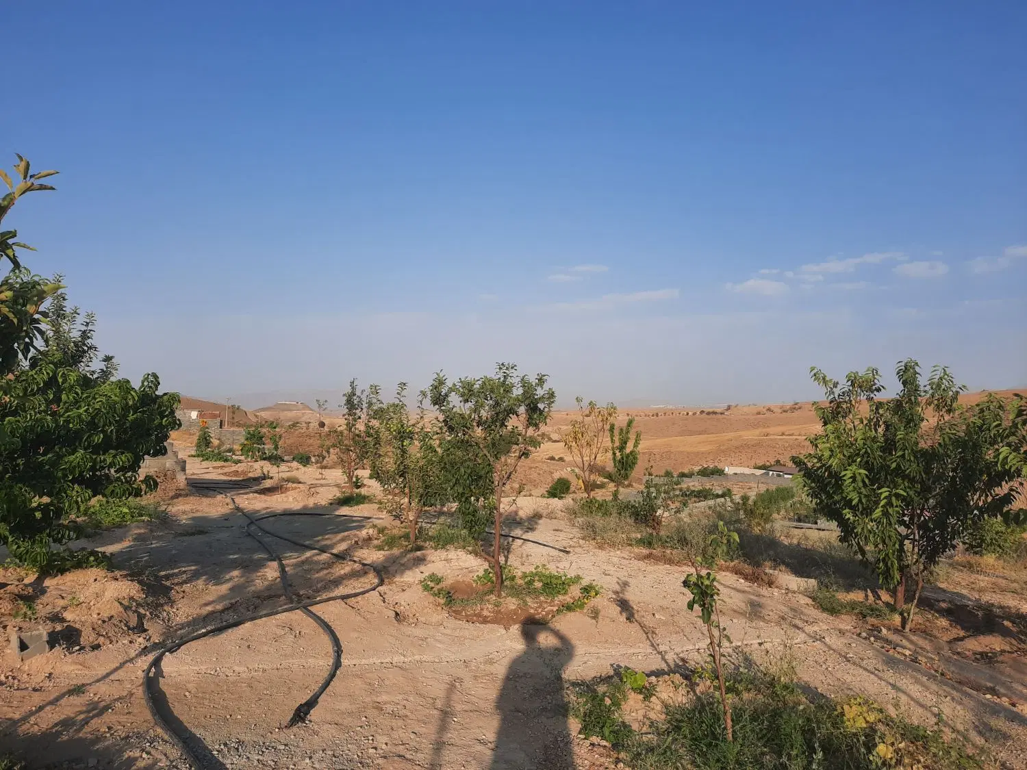 باغ میوه فروشی
