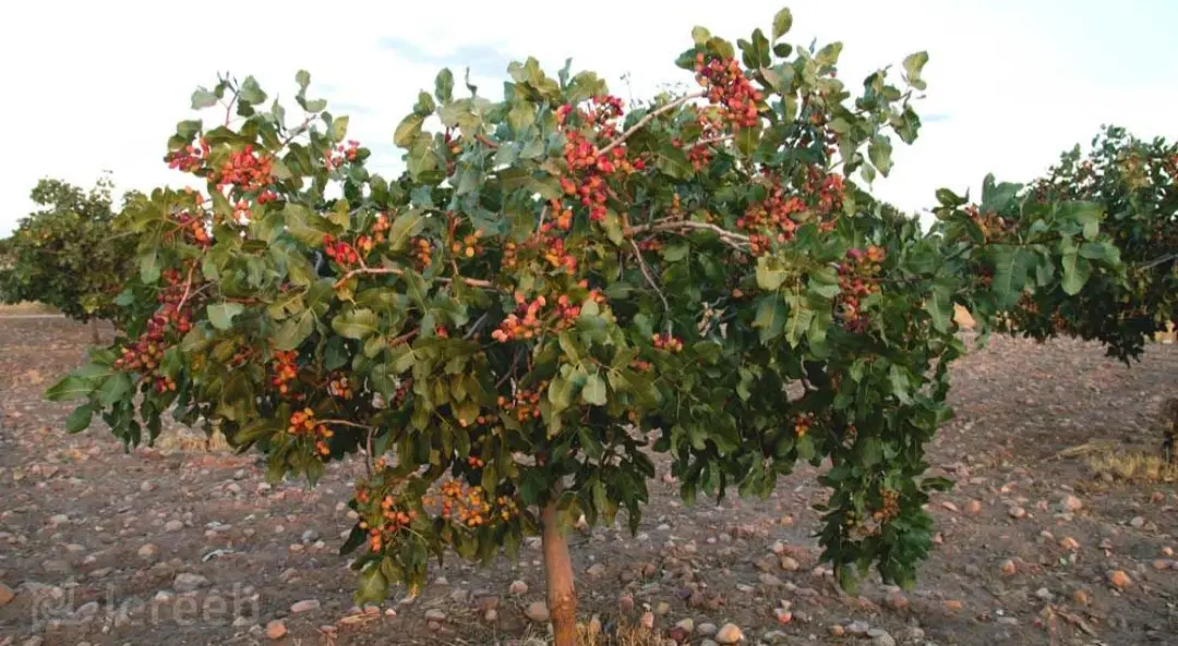 زمین پسته ای