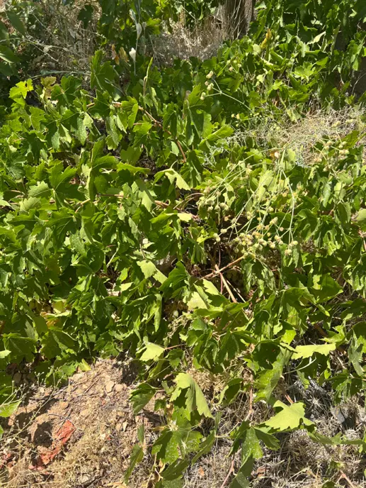 فروش زمین باغشهر روستای کلستان(کلسون)