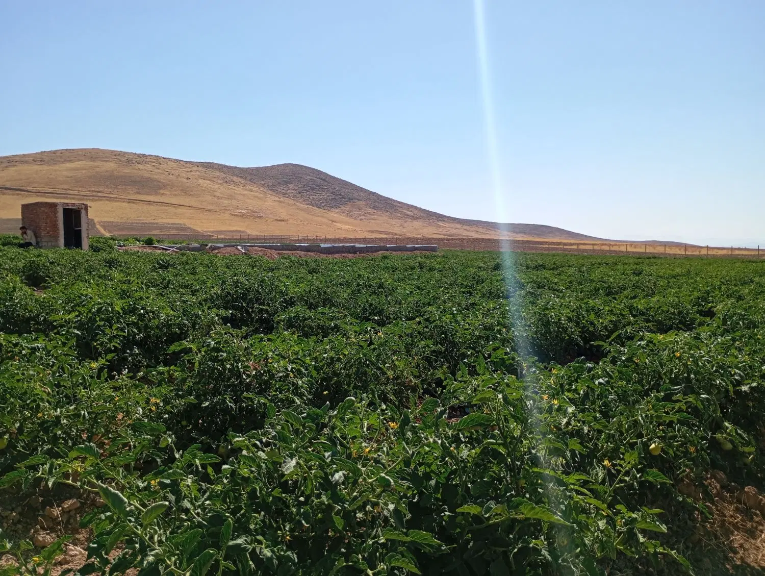 فروش سه هکتار باغچه گوجه فرنگی