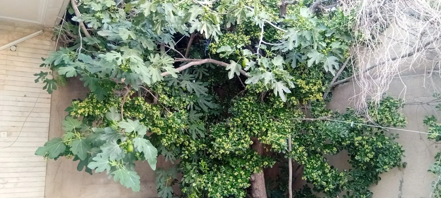 خانه ویلایی