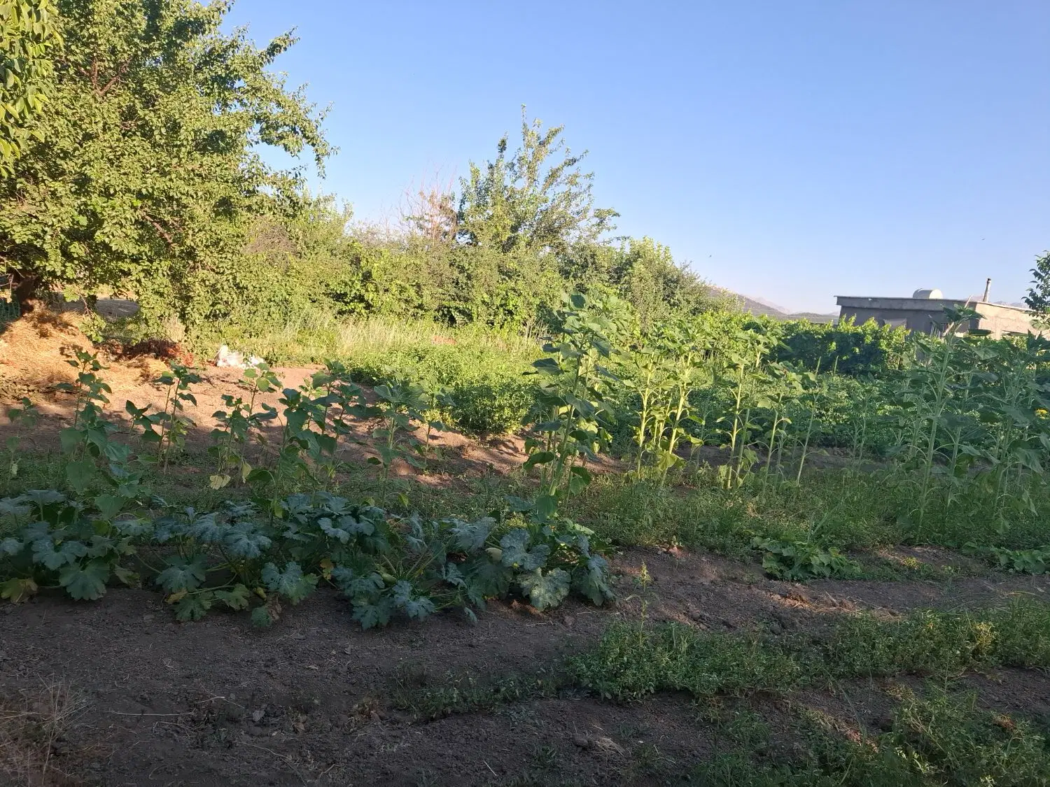فروش باغ ریخلان