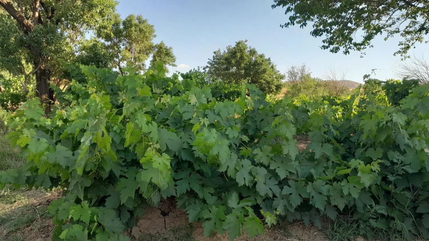 باغ انگور ومیوه