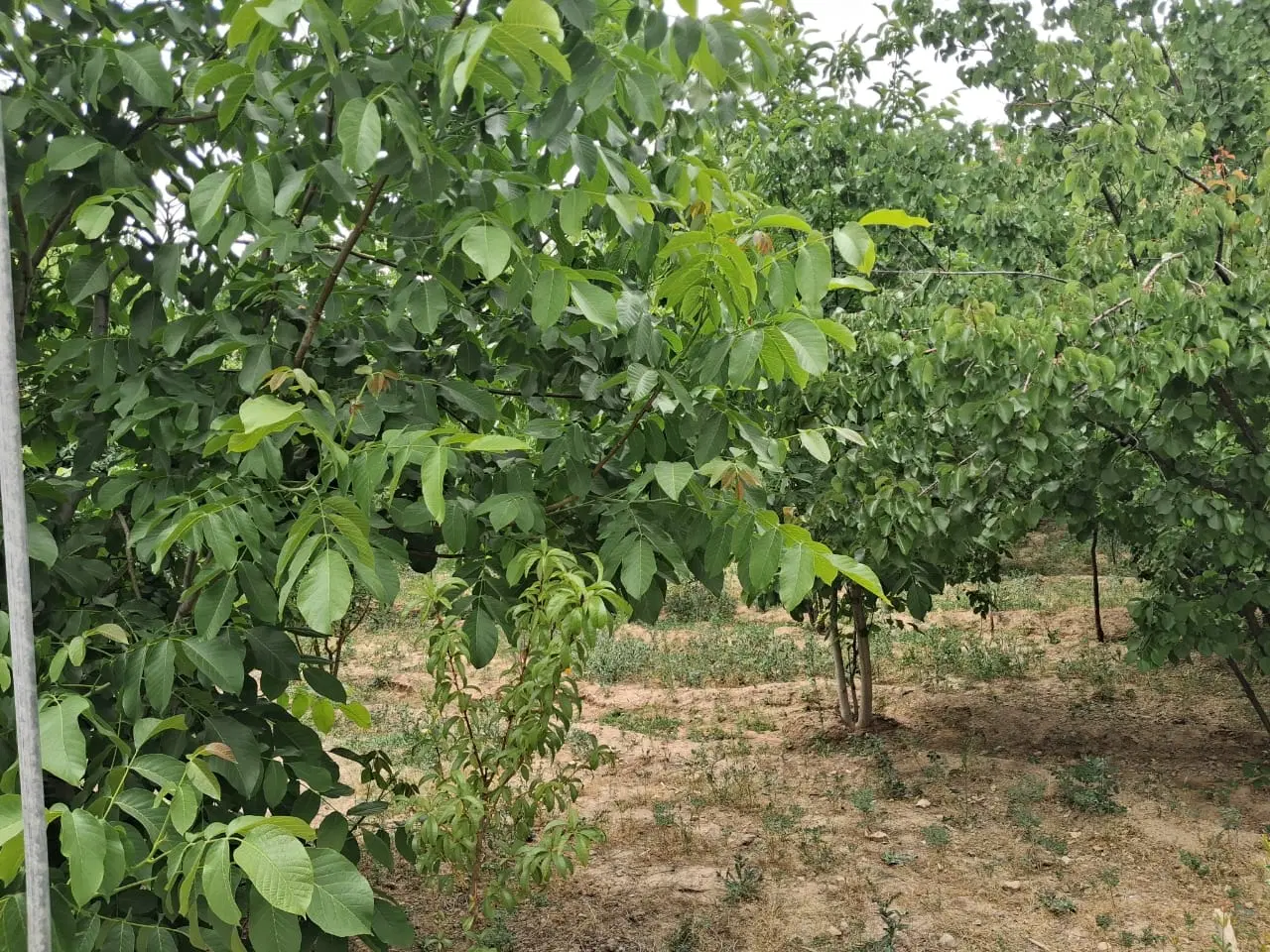 فروش زمین وزیر اباد