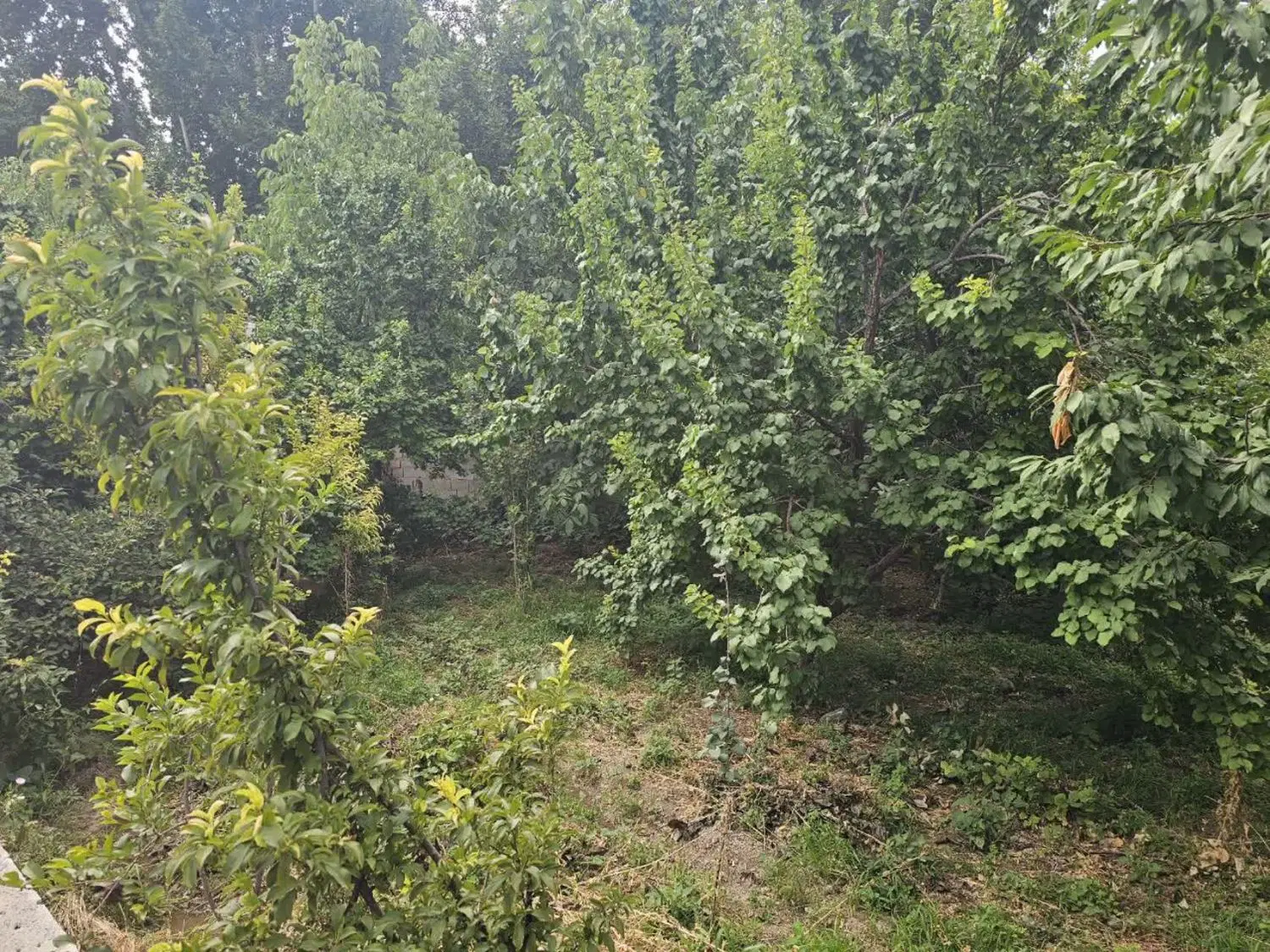 فروش زمین زراعی