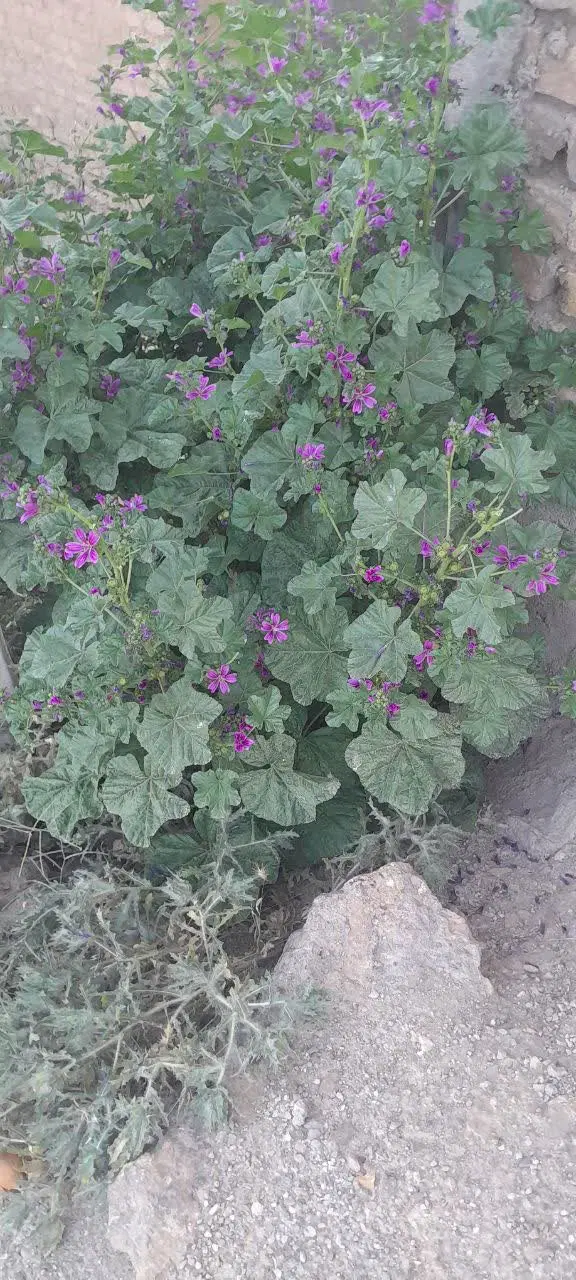 باغ گردو