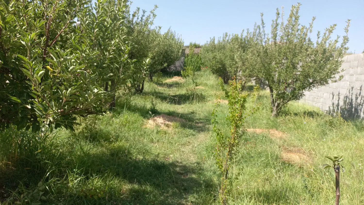 فروش خانه باغ ویلایی روستای وزگ