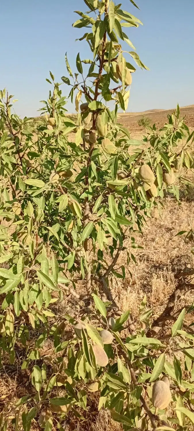 ۴۰ هزار متر مربع زمین وباغ بادام شهرستان خوانسار