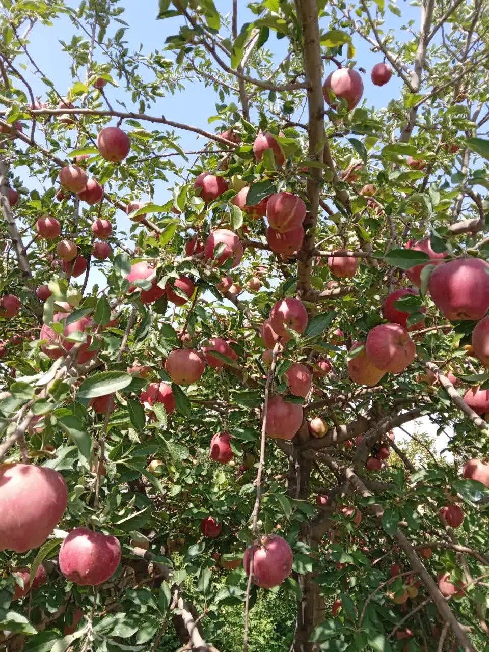 زمین چهاردیواری روستای کناوند زنجان(توافقی)