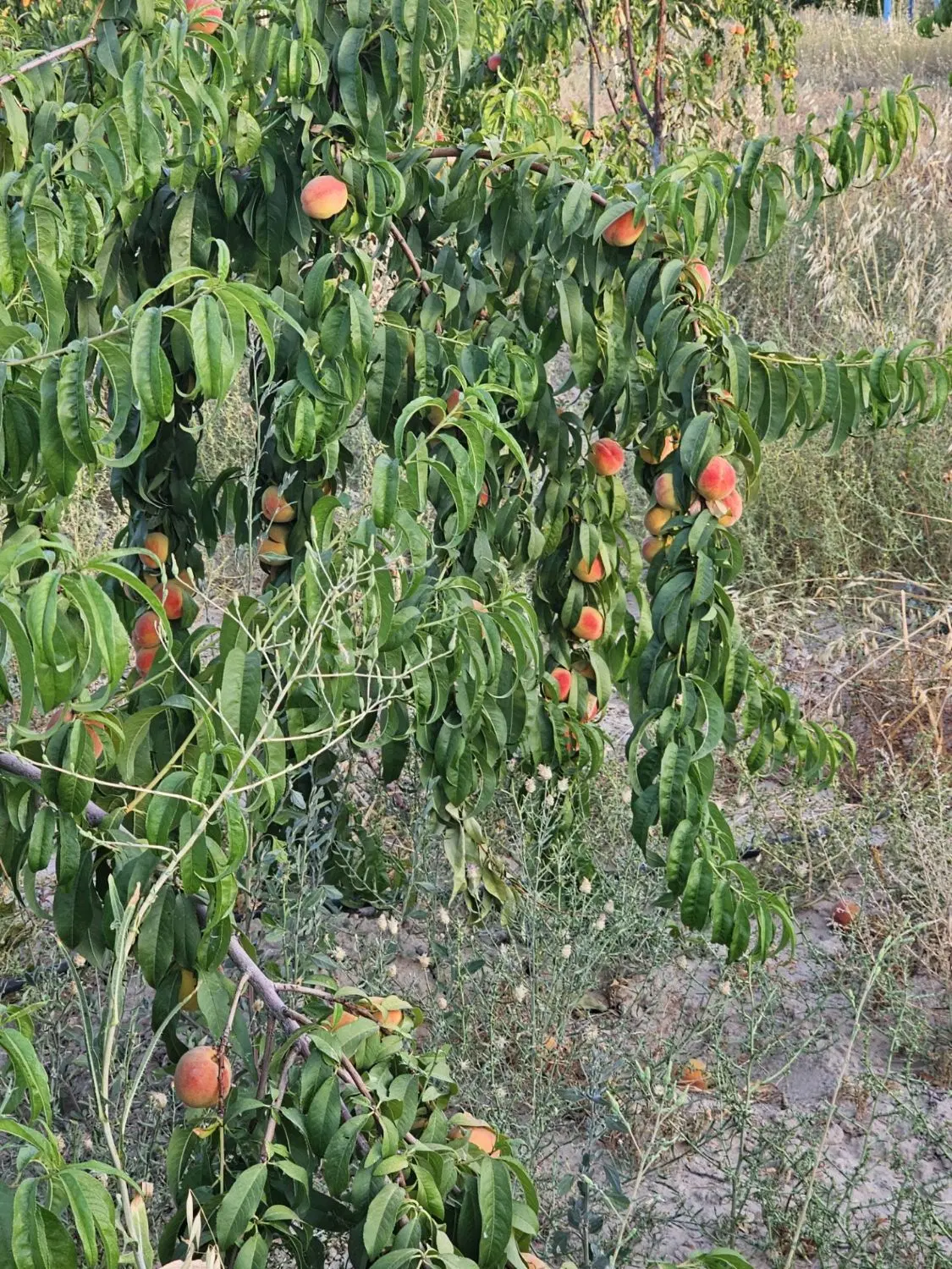 زمین کشاورزی محسن اباد