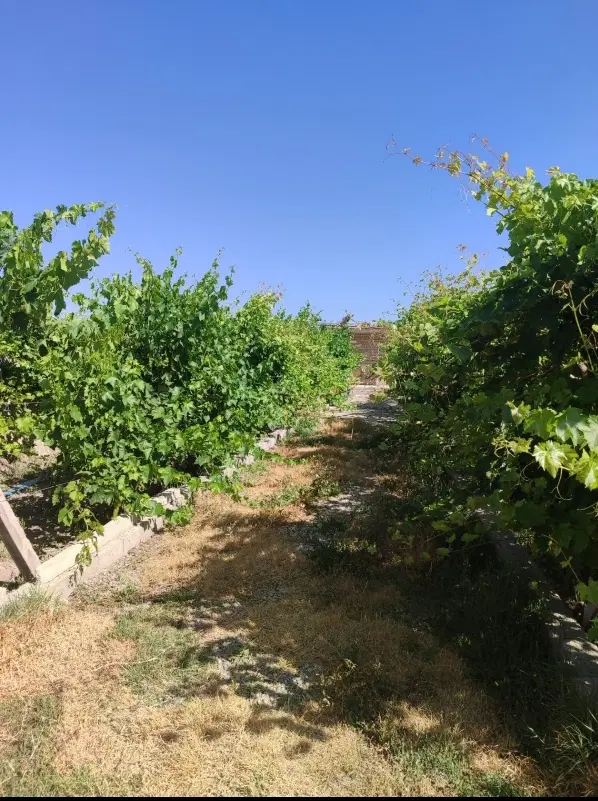 خونه باغ