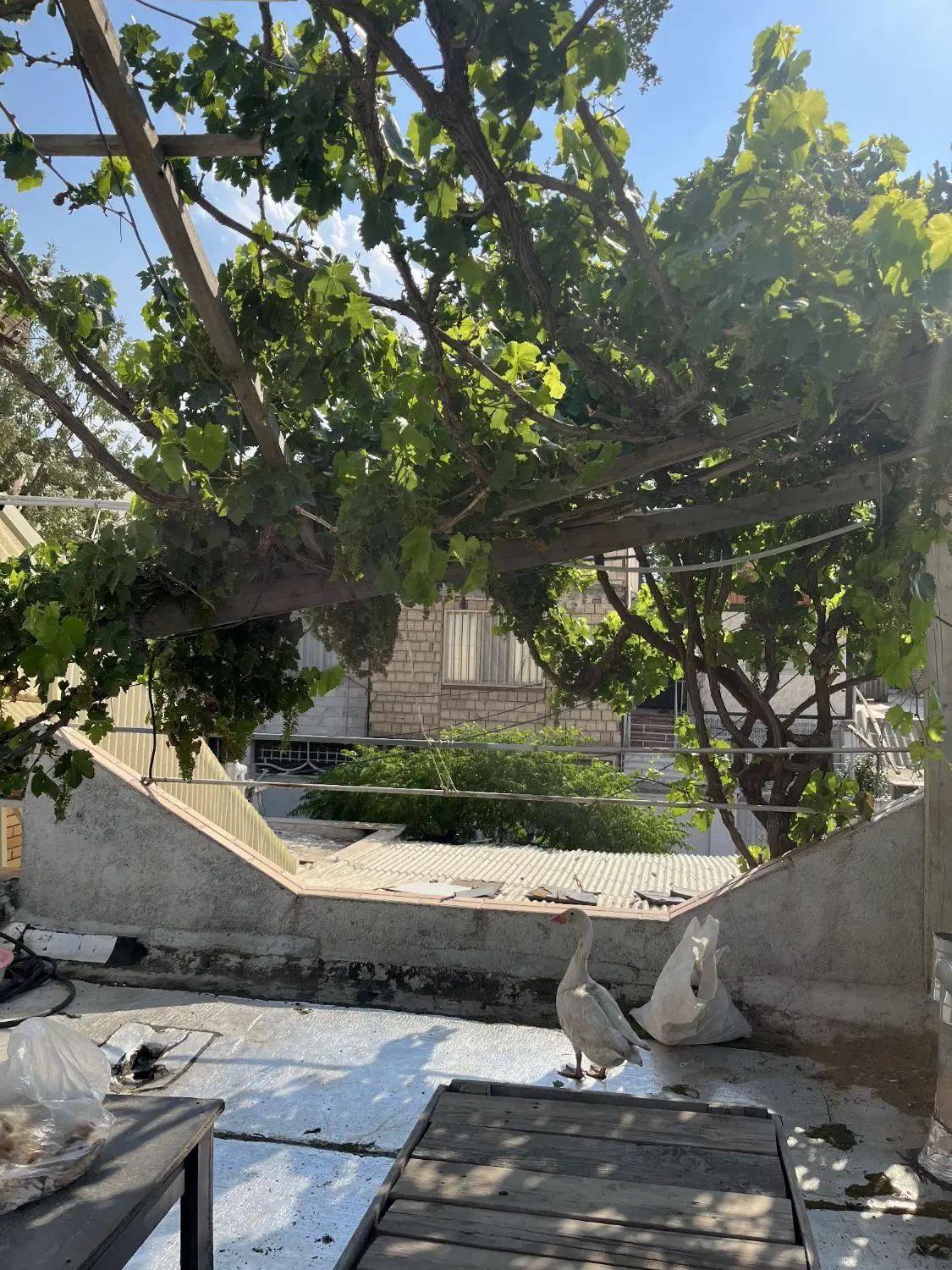 ویلایی