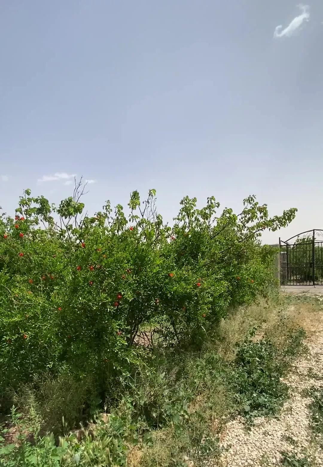 باغ باغچه