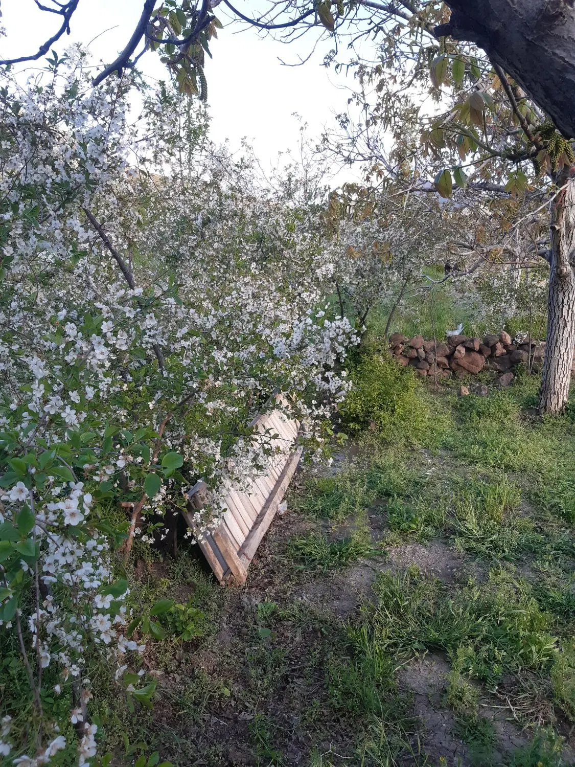 باغ میوه (ویلایی) در روستای بادامیار