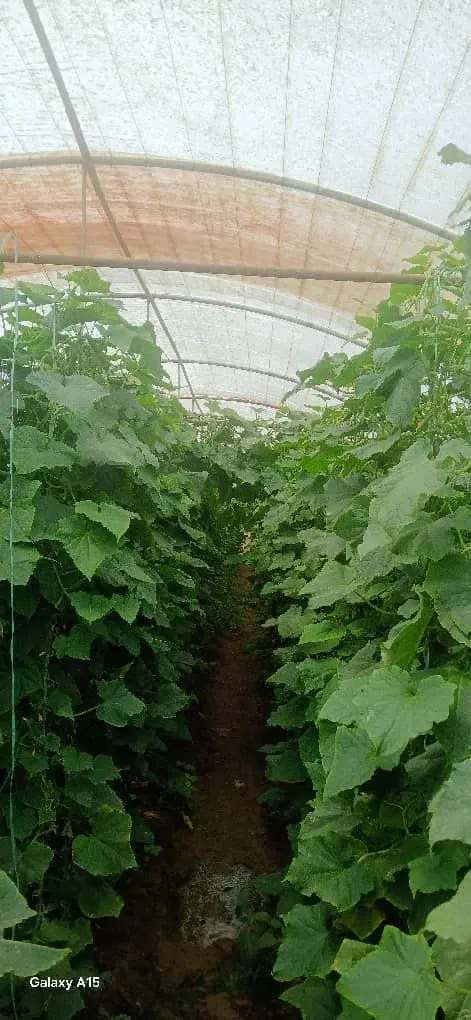 فروش گلخانه قابل تبدیل به باغ و پروانه ساخت 80متری
