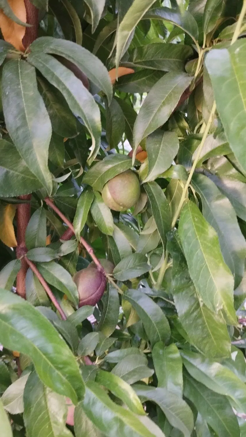 ۵۸۰ متر باغچه در خیابان عرفان ابراهیم بیگ