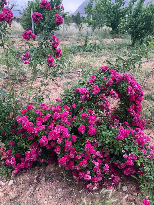 باغ ۱۰۰۰متری شهرک صنوف قاضی