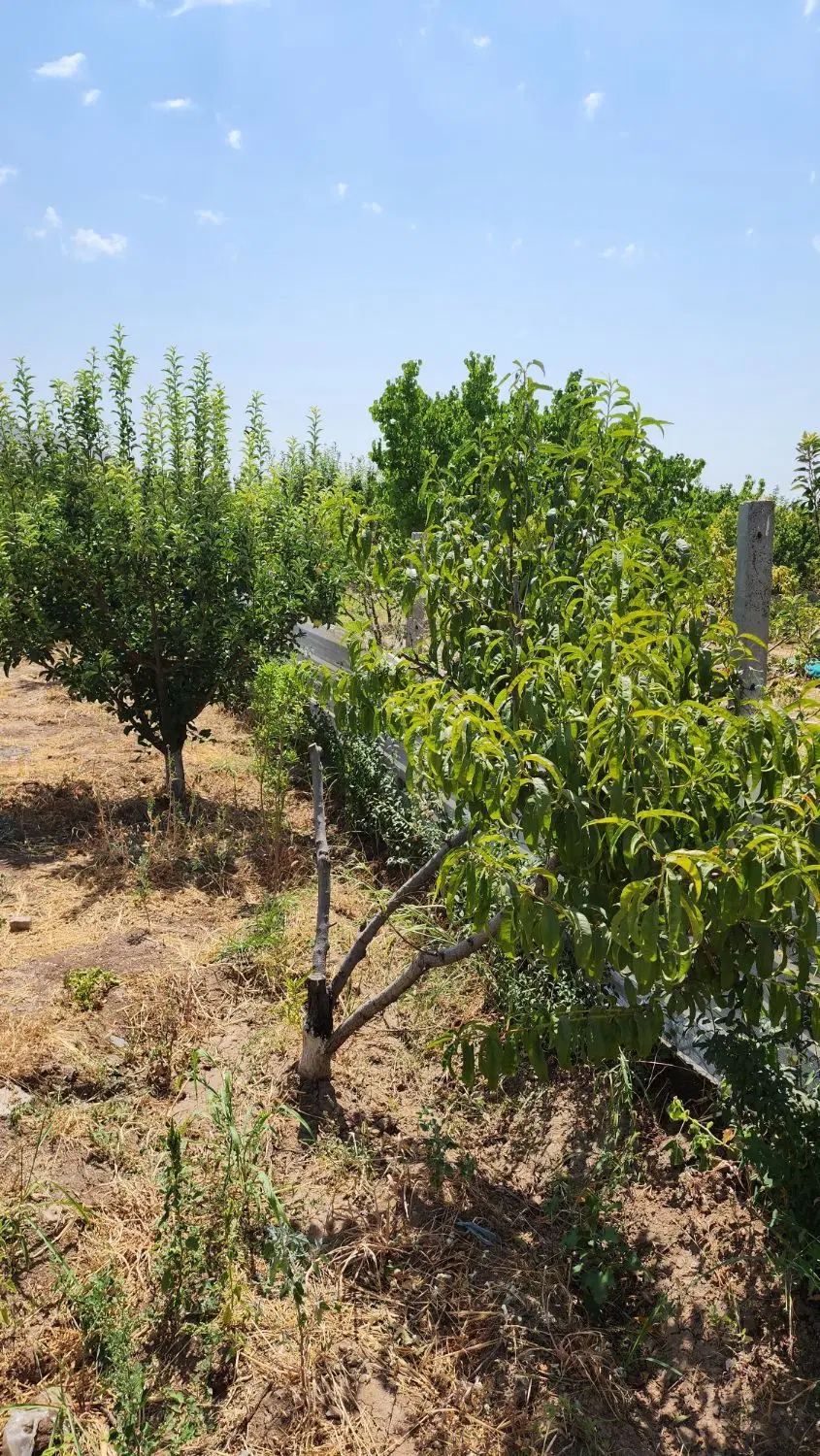 باغچه ۵۰۰متری طالقان