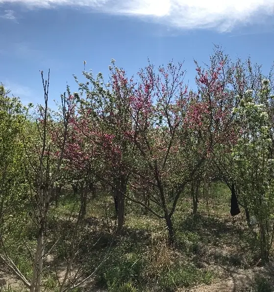 باغ در زیار