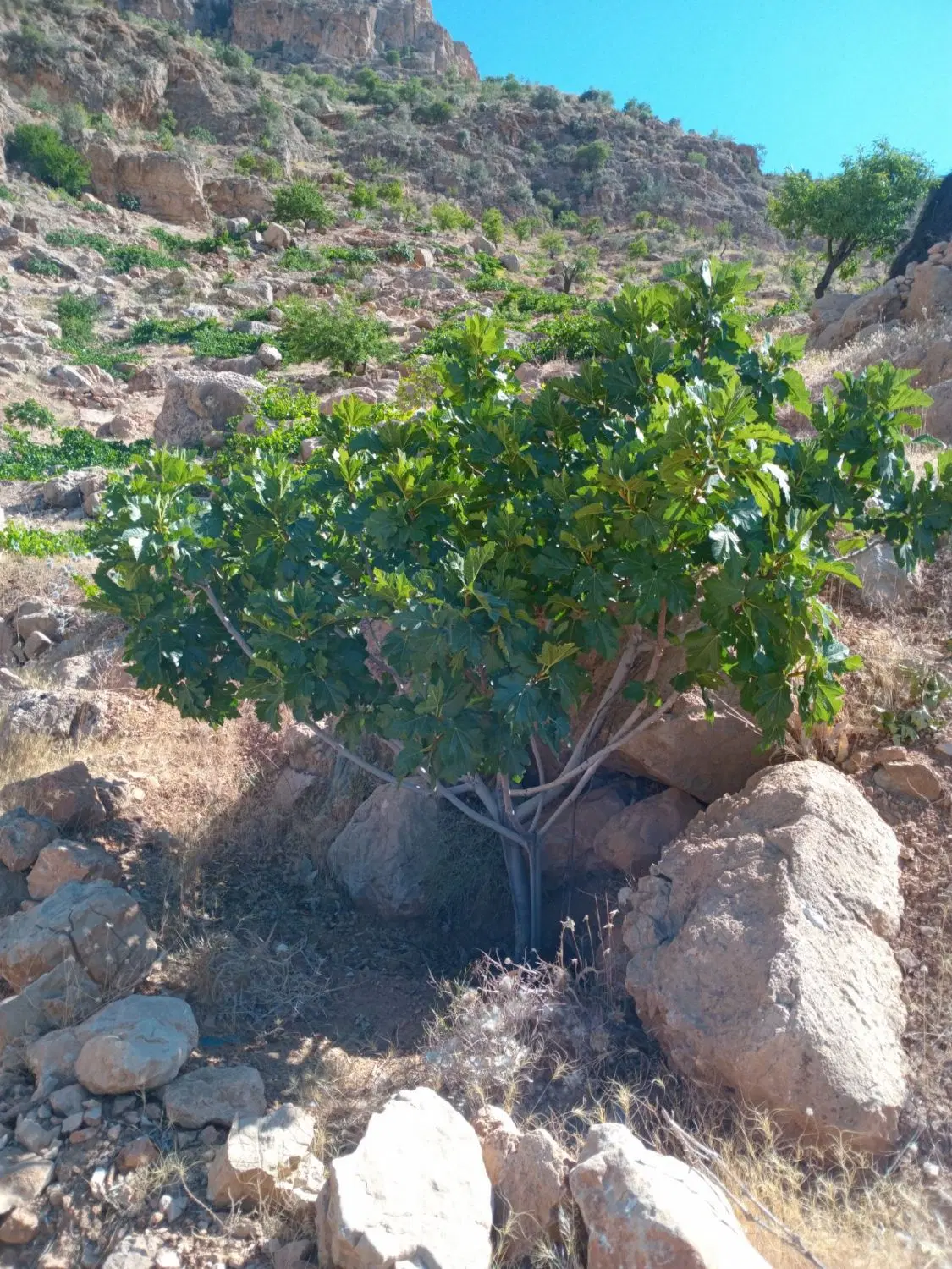 فروش ملک کوه برگ بافی