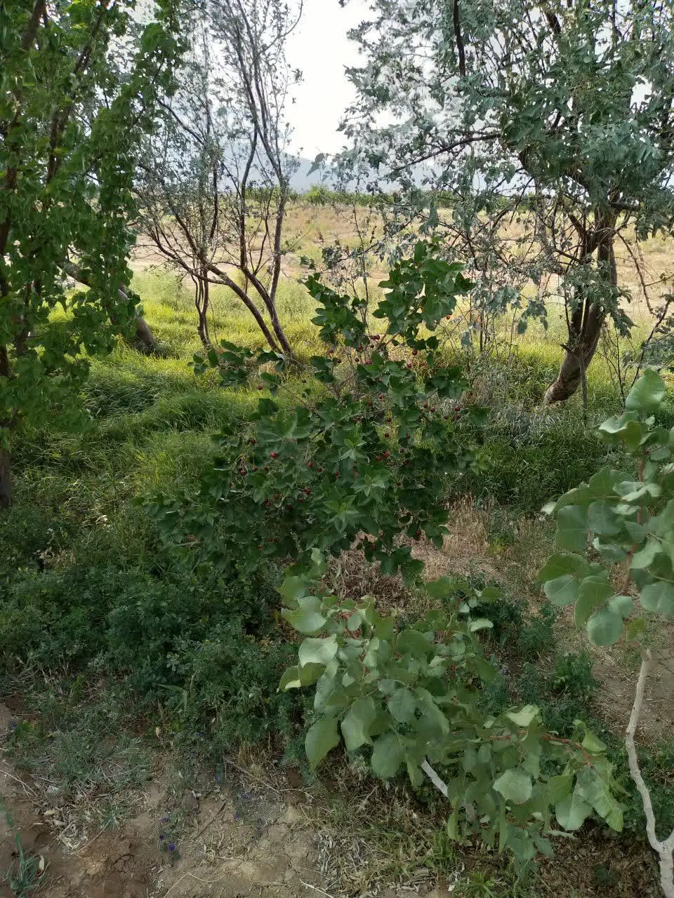 سه هزار و پانصد متر باغ فروشی قهج