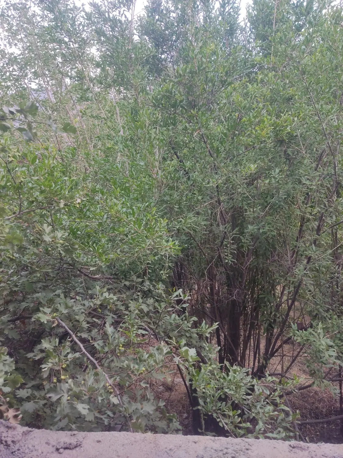 فروش زمین دلفارد