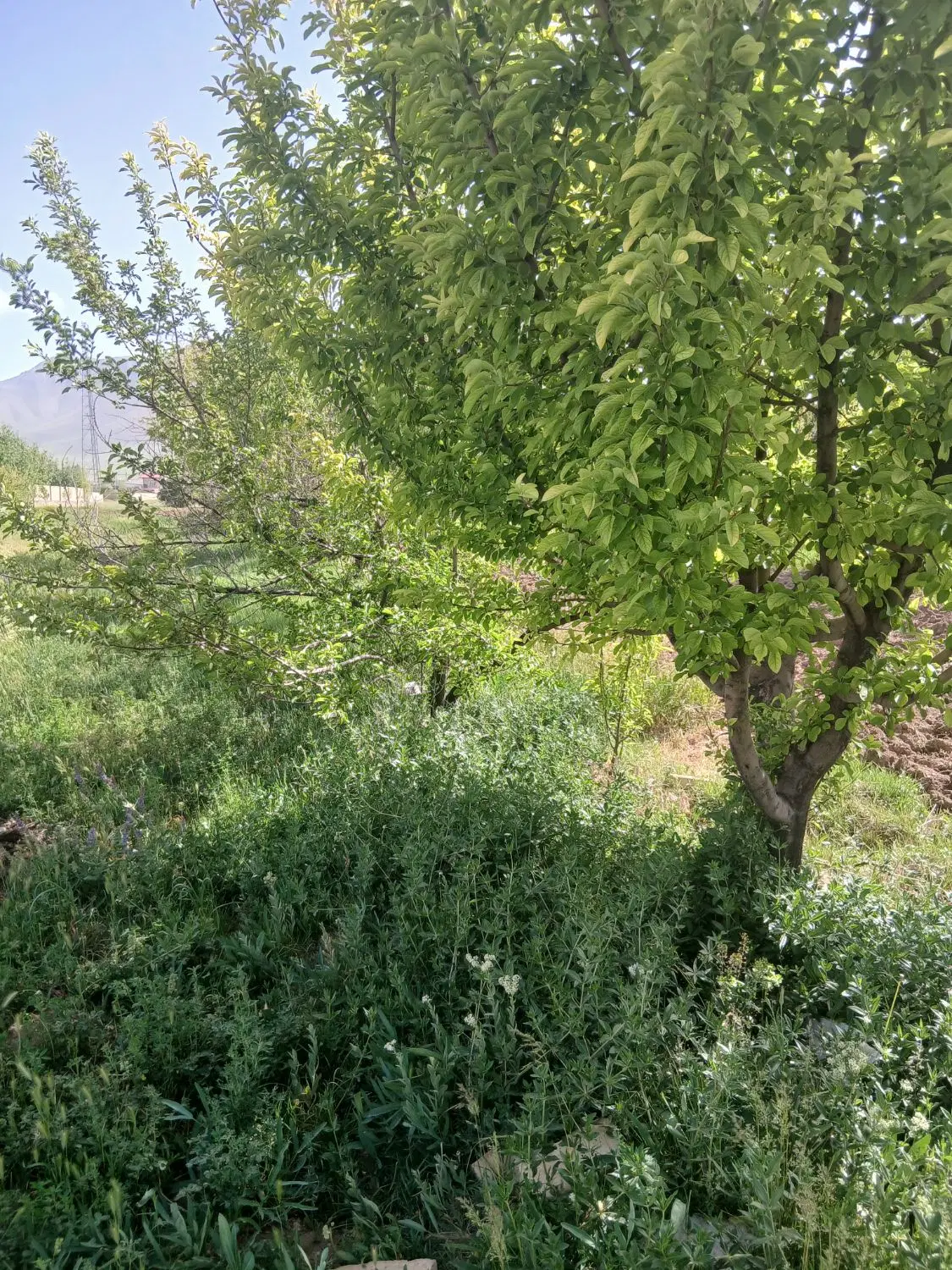 ساختمان گلشن اباد