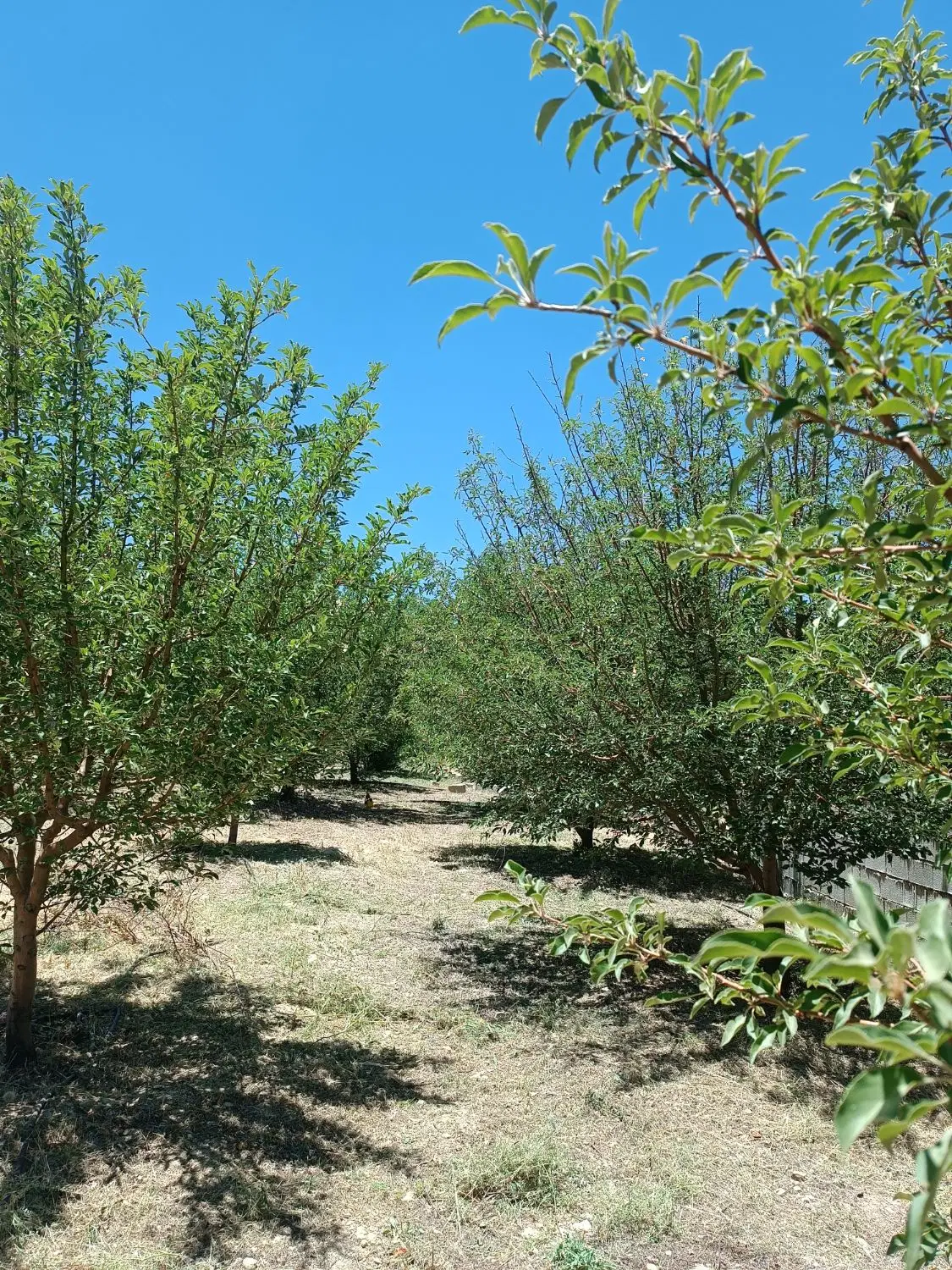فروش باغشهری در بخش ارژن روستای زنگنه بن رود
