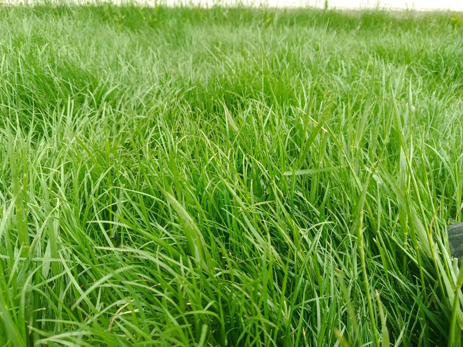 زمین چهار فرزندی شکراب