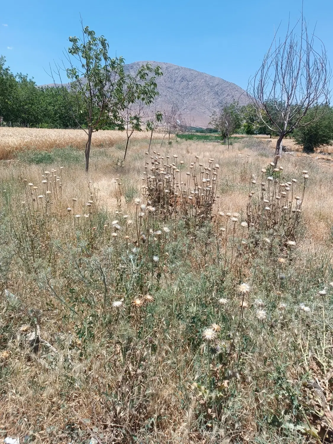 زمین مسکونی خانه باغ