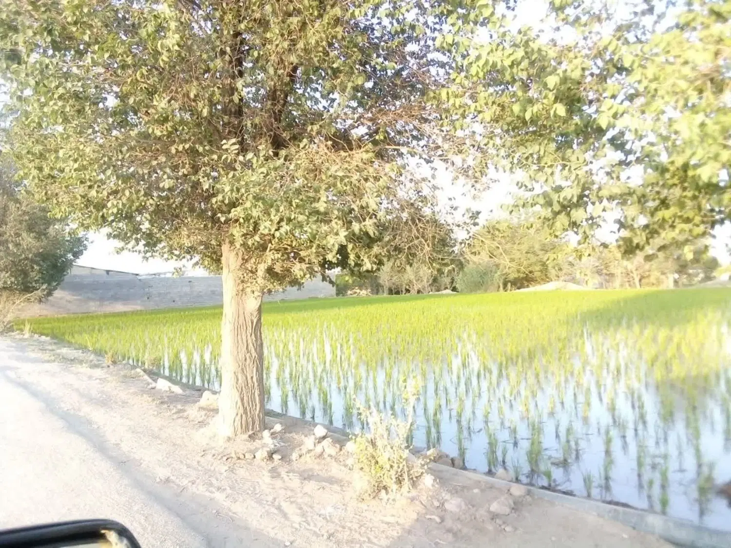 زمین مشاع کشاورزی