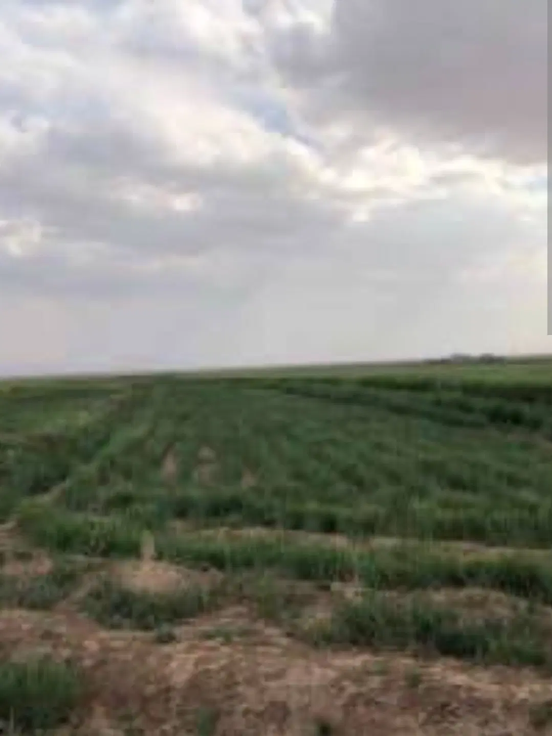 زمین