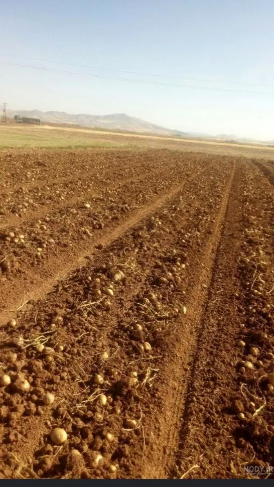 زمین زراعی