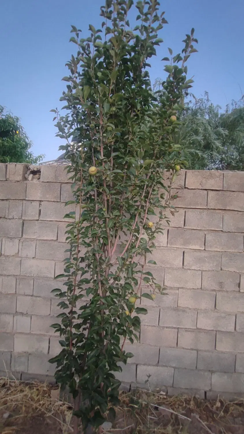 باغ در محدوده شهر