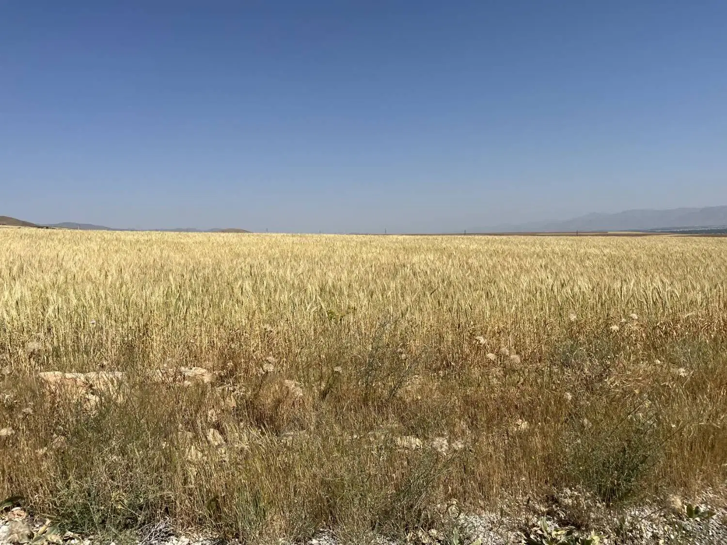 زمین کشاورزی دارای سند