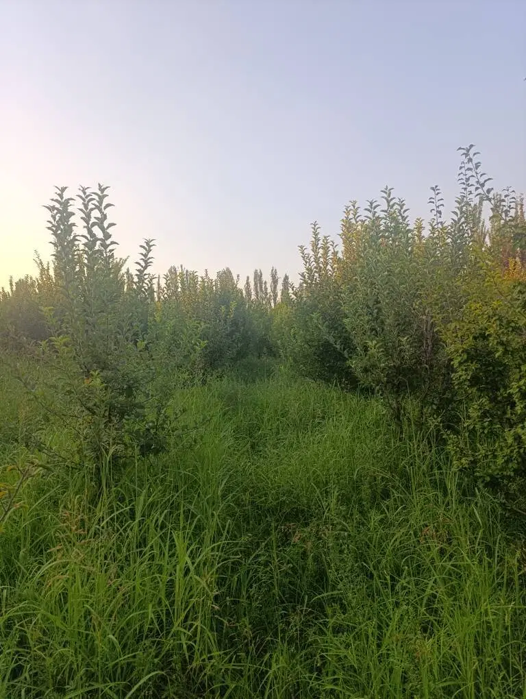 ۱۰۰۰ متر باغ سرسبز