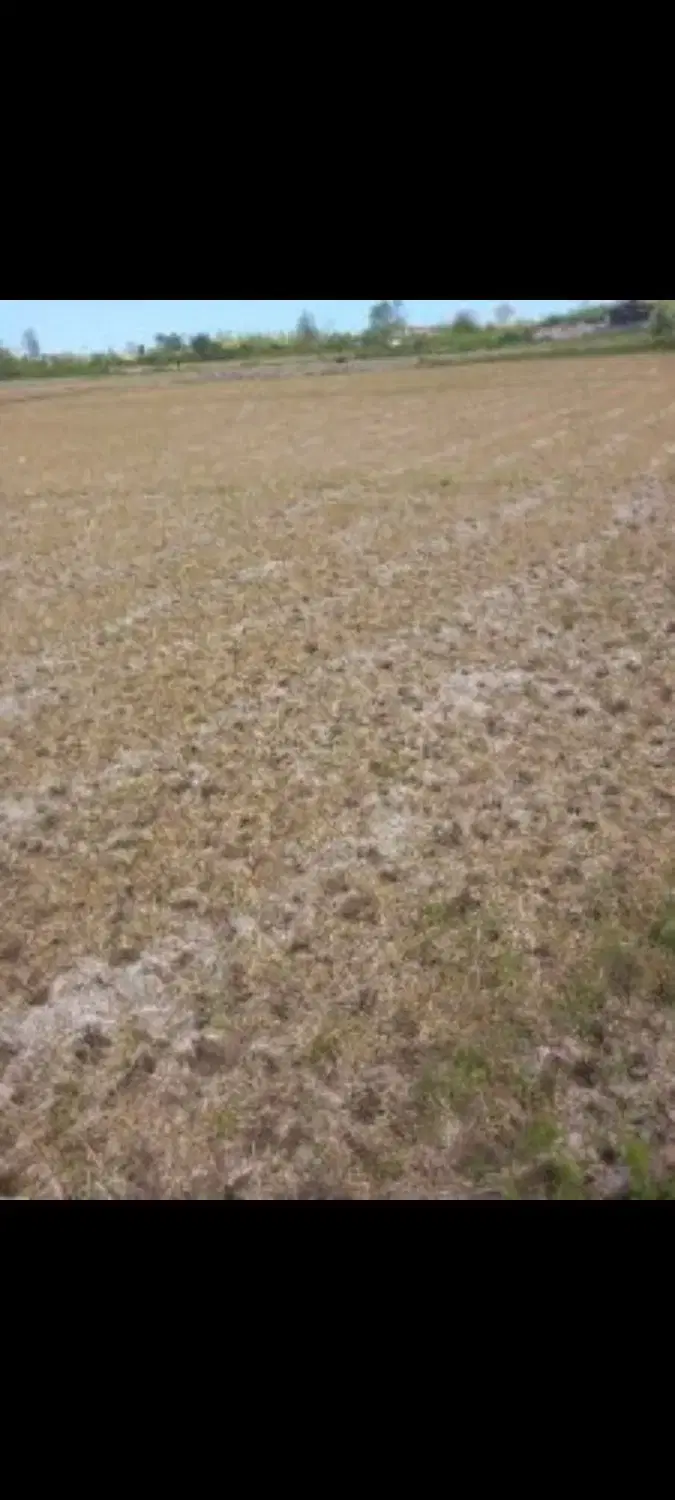 زمین باغی در سراجه