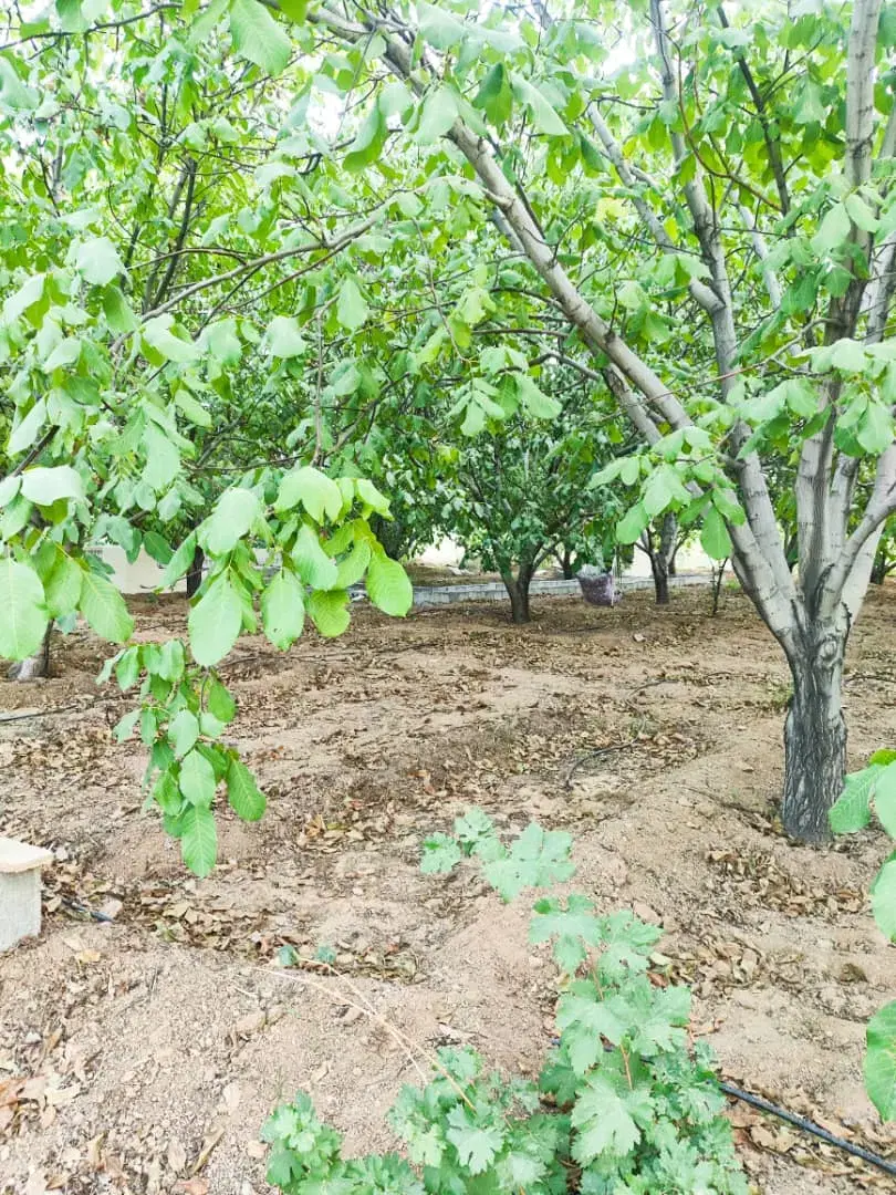طرح باغ کشاورزی شوراب صغیر