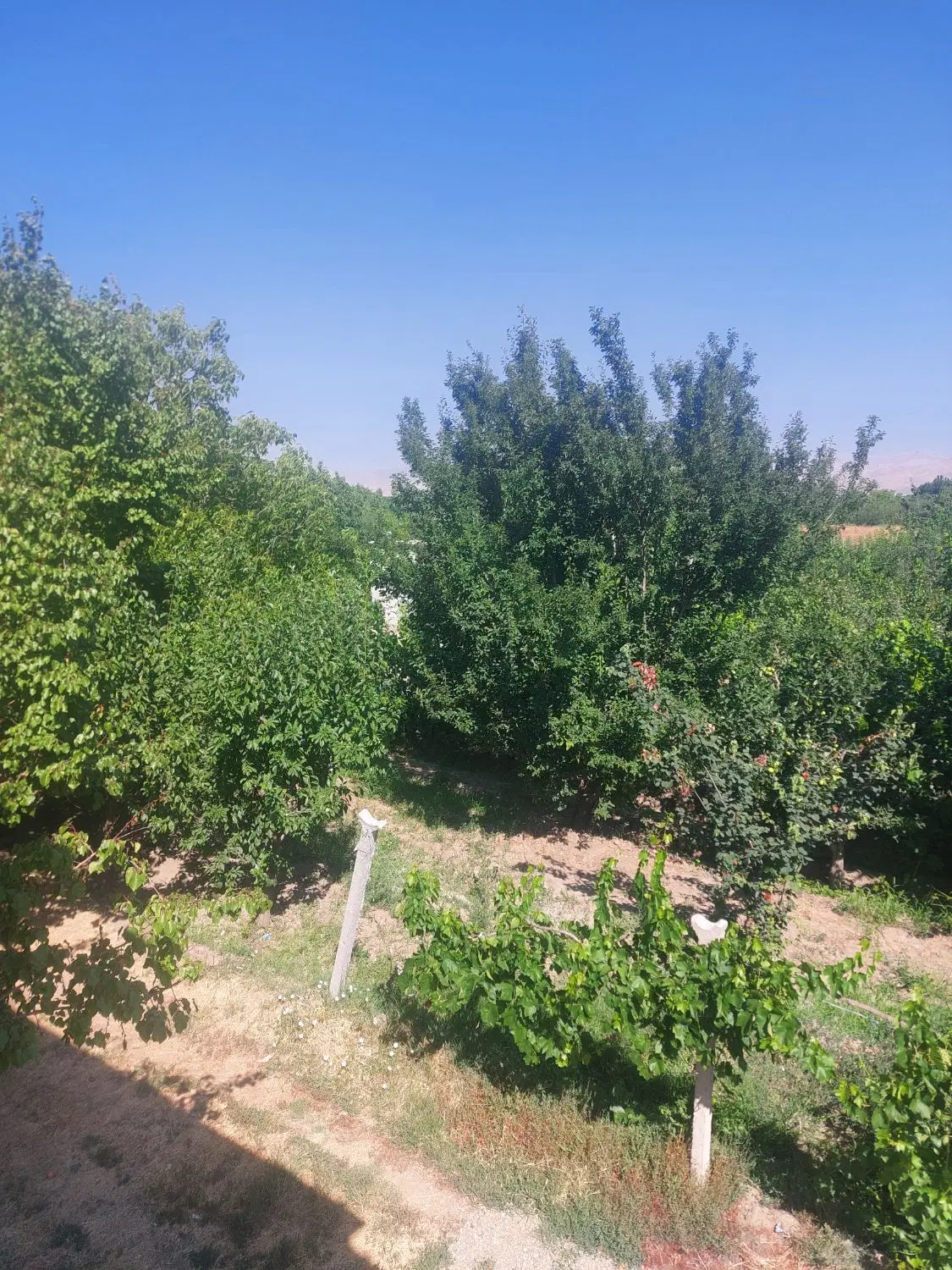 باغ انگور و باغچه الوان. ۲۵۰۰ متر جاده سلماس