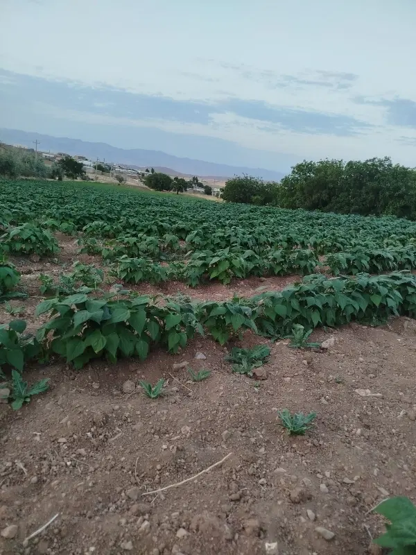 زمین فروشی۵هزارمتردر۱۰کیلومتری زنجان