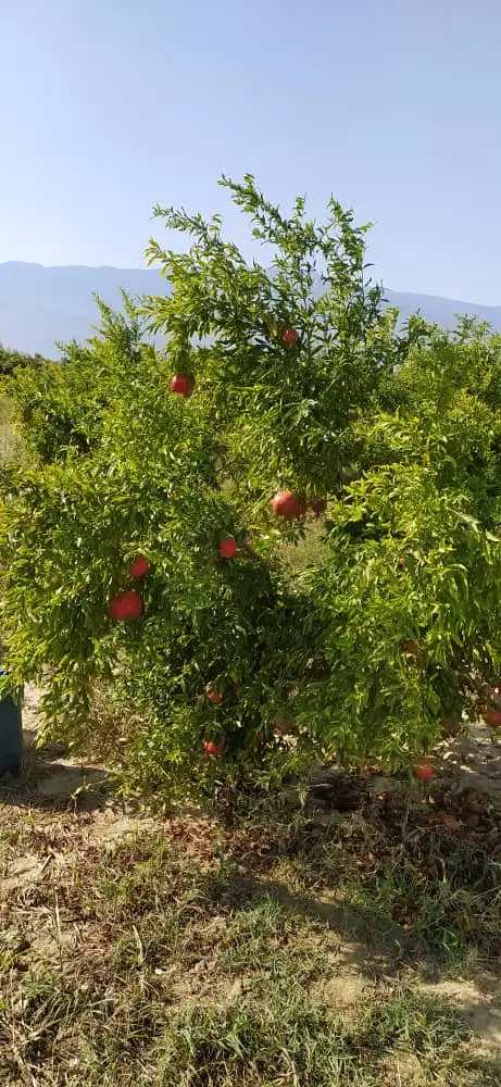 فروش باغ انار در روستای سرکلاته کفشگیری