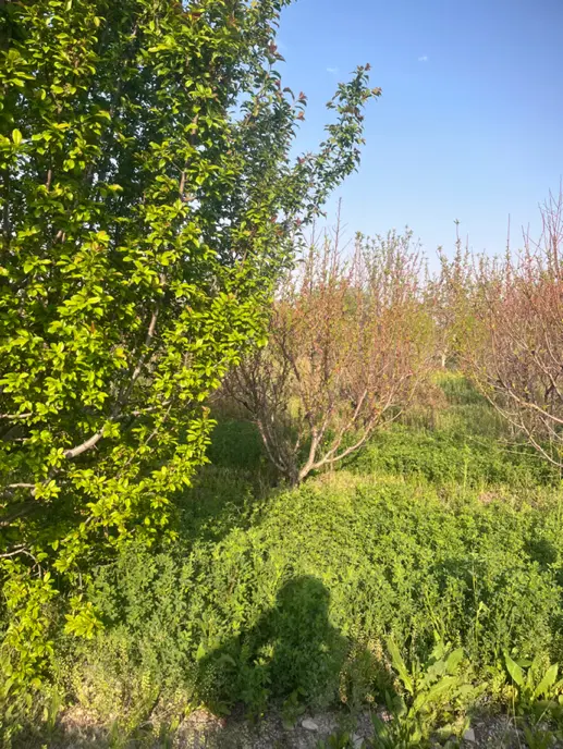 باغچه الوان پنج ساله