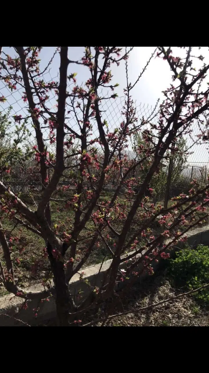 فروش فوری باغ در روستای علی آباد بعداز روستای گوار