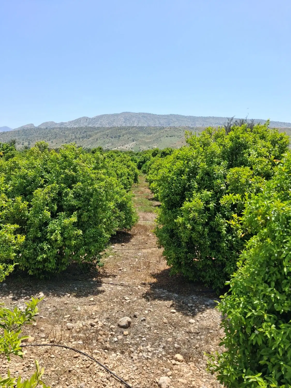 3500مترباغ ثمری ده ساله چنارشیجون کوهچنار