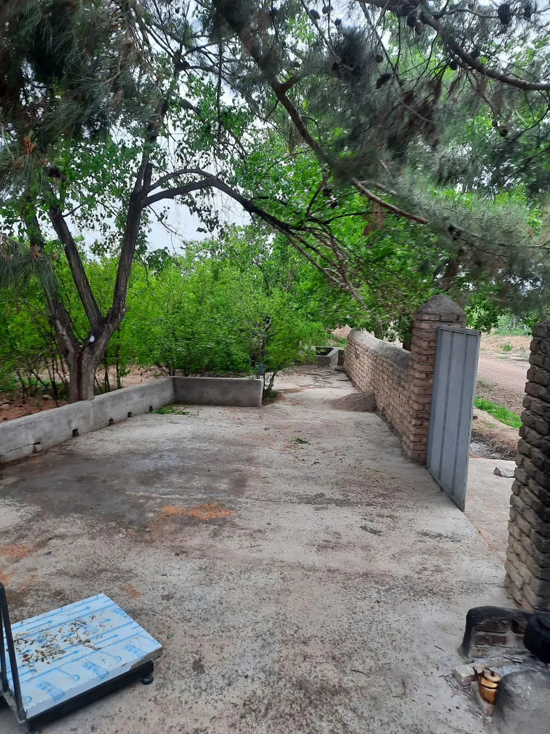 باغ درجه یک