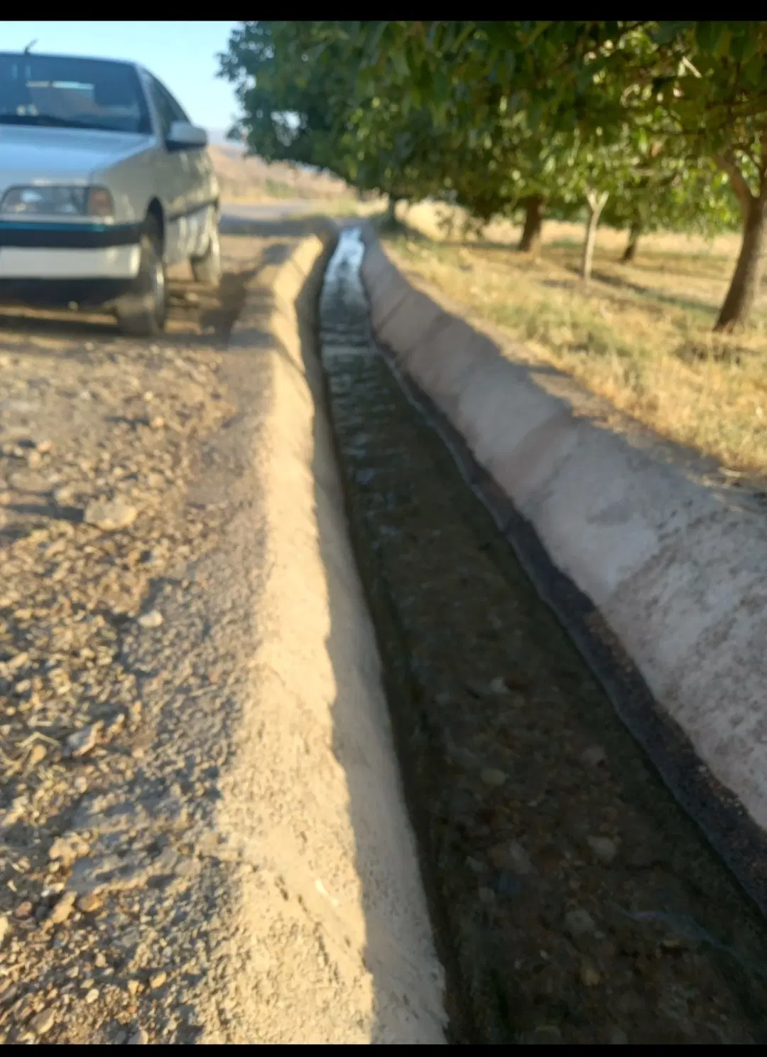 باغ گوجه سبز