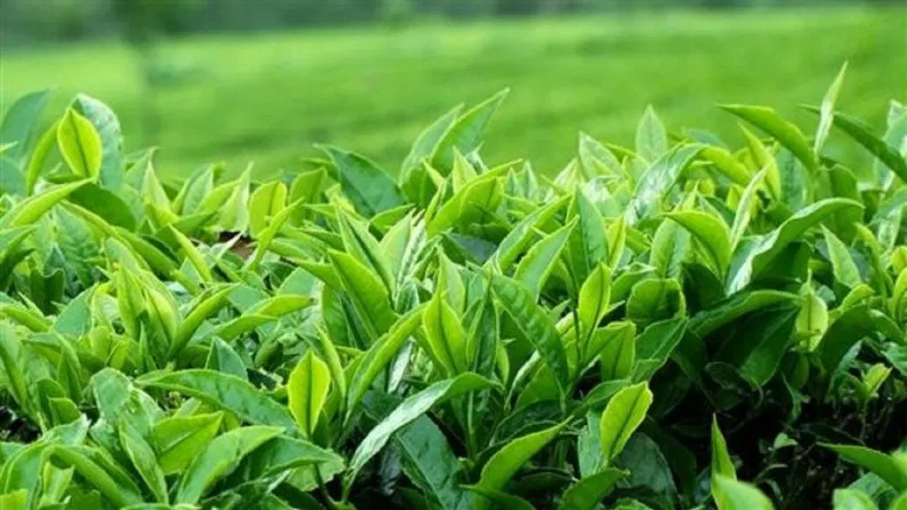 باغ چایی