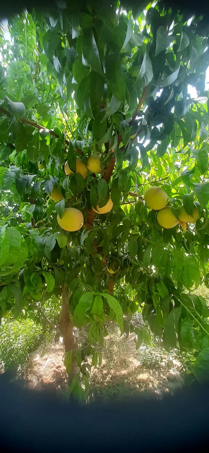 باغچه فروشی